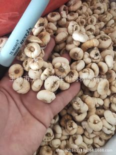 ��ș�����lؐĸ ��ؐĸ ƽؐ ƽؐĸ ��ؐĸ ɢ�b��؛500��