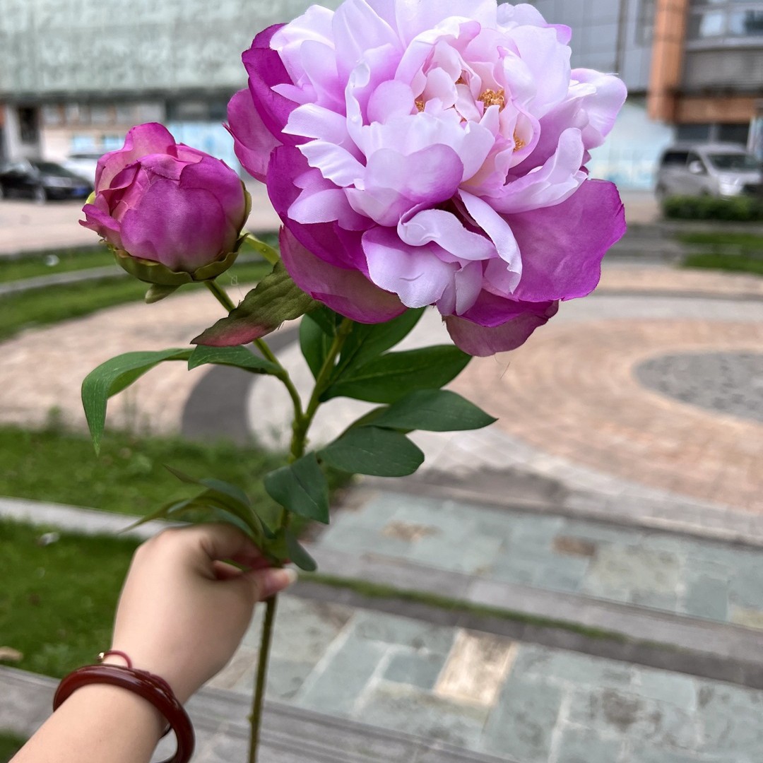 2 cabezas de fénix peonía púrpura