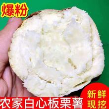 河南老品种爆皮番薯正宗板栗沙地红薯白心地瓜整箱包粉糯香甜无丝