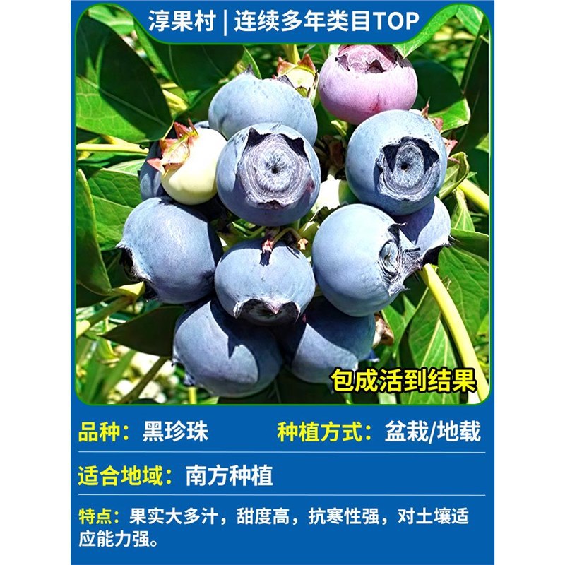 [특대모종 폭발배송] 흑진주(1갤런) 높이 60~70cm(대형모종)