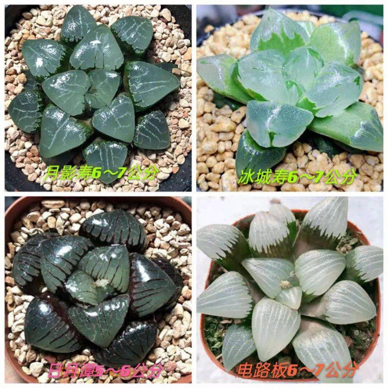 (럭셔리) 문섀도우 + 아이스시티 + 썬문호수 + 회로기판