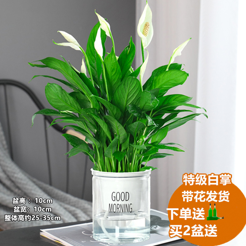 특급 화이트팜 [굿모닝 세면대] + 영양액