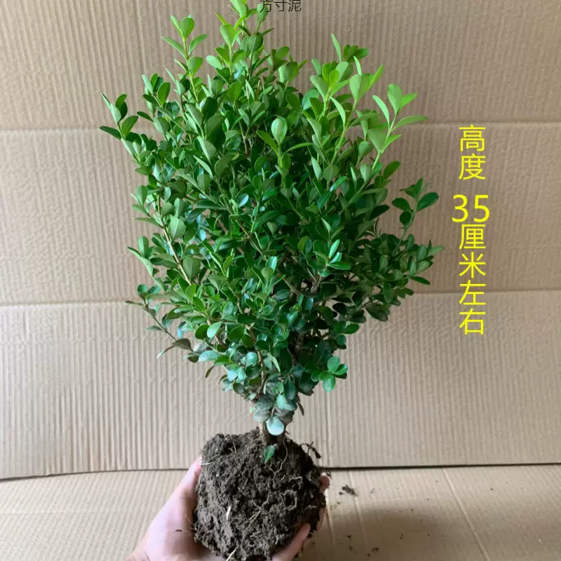 黄杨盆景耐寒办公室内盆栽四季常青好养客厅花卉庭院树苗桌面绿植