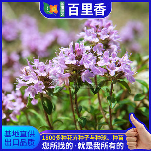 Thyme Seeds Aromatic Plant Flower Seeds Potted Seeds Ground Pepper Thyme Mountain Pepper Family Flower Seeds