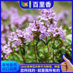百里香种子芳香植物花籽盆栽种籽地椒麝香草山胡椒家庭种花卉种子