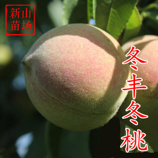 ���S������ ���t��������Ʒ�N�t�~������ӳ˪�t��ѩ�Ҙ��纆��B