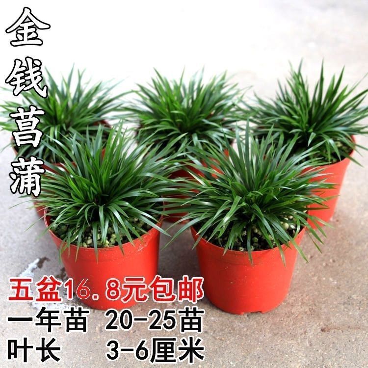 Miniature Bonsai Money Calamus Golden Tiger Whisker Hydroponic Potted Plant Aquatic and Terrestrial Landscaping Green Plant Indoor Plant