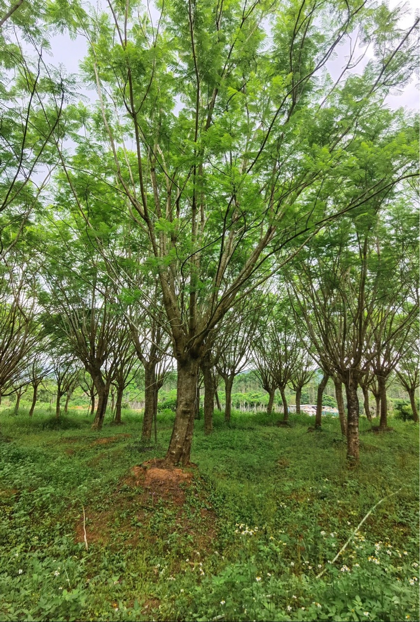 蓝花楹园林景观绿化工程常用树广东蓝花楹批发四川蓝花楹批发价格