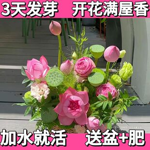 ϡз΢ɏɏ쾰҃ˮBԑ̨ļˮ໨ֲ