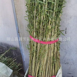 水生植物;其他园林资材;节能环保材料