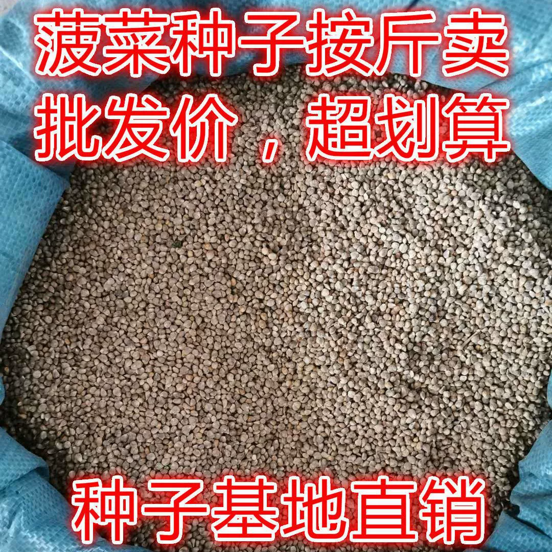 Семена шпината Большой Лист Круглый Лист Семена Шпината Оптом Бесплатная доставка для сыпучих Семена шпината