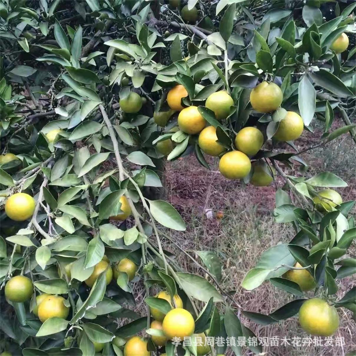 湖北农户优质柑橘苗盆栽地栽柑桔树苗便宜批发河南包速递