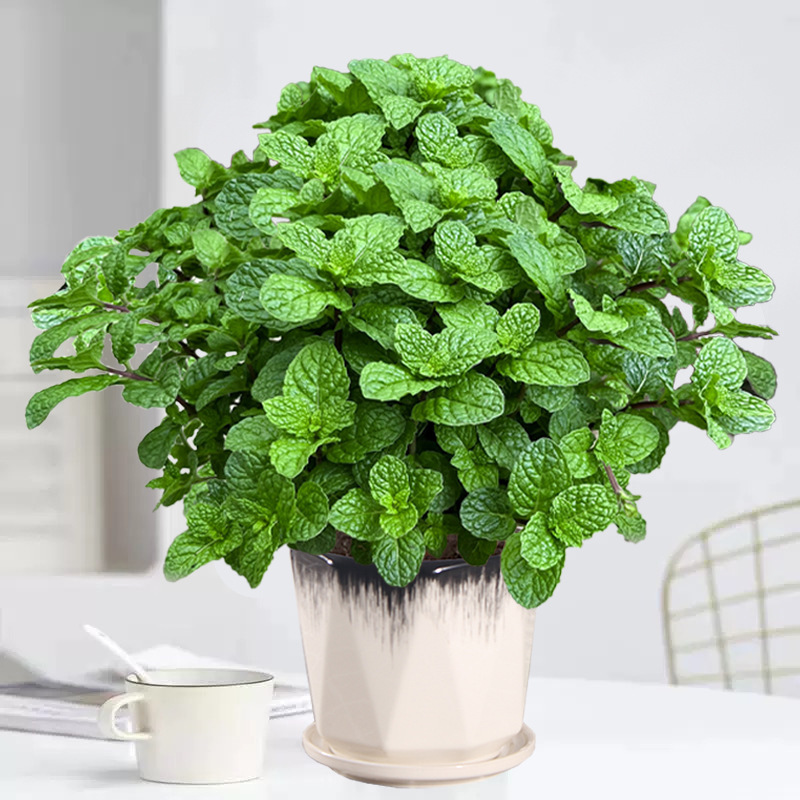 Mint Potted Large Pot Edible Indoor Plant Flower Living Room Balcony Mosquito Repellent Desktop Green Plant Easy to Feed All Seasons