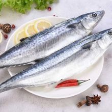 大鲅鱼深海捕捞新鲜冷冻大马鲛鱼生鲜海捕冷链燕尾鱼水产批发