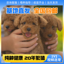 纯种泰迪幼犬活体长不大的茶杯犬贵宾犬灰色泰迪宠物狗狗活体动物