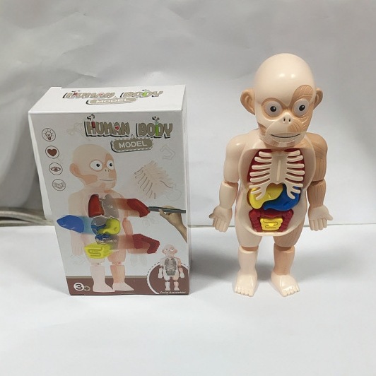 ciencia y educación transfronterizas modelo de esqueleto humano estructura de ensamblaje mecánico órganos esqueleto anatomía viscera juguete de puzzle para niños