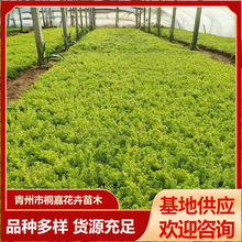 金叶佛甲草地被植物道路公园绿化黄金条杯苗花坛绿叶佛甲草工程苗