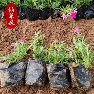 ���ܱ������ ����������֥�ѻ� �����������NҎ���޸��ݻ�����