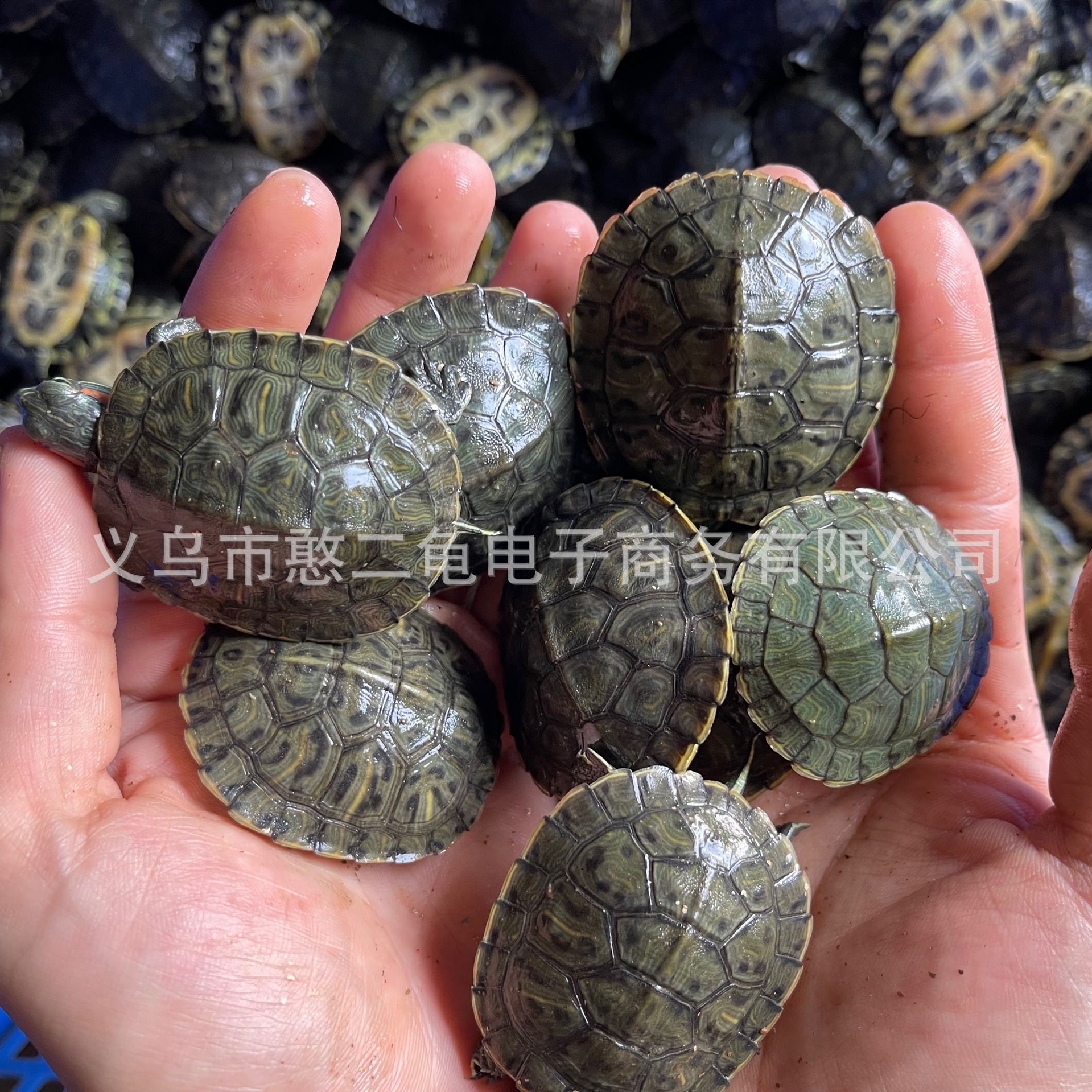 little turtle living thing brazilian turtle couple golden turtle viewing pet turtle big turtle living body turtle wholesale stall