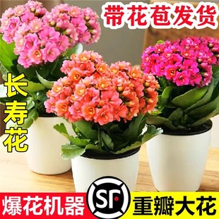 �L�ۻ������ذ�����󻨎����������ļ��҃��_�����B�Ļ���ֲ��