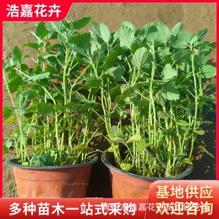 ���G�汭�� ���ݻ���������ľ�������^�޸����� �G��С������