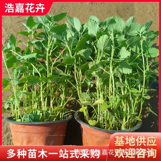大杯荆芥杯苗 青州花海花苗苗木花海景观宿根花卉 荆芥小苗盆栽