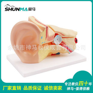 Factory Direct sales 33212 ear anatomy model zoom 3 times 4 parts human body zoom biomedical model