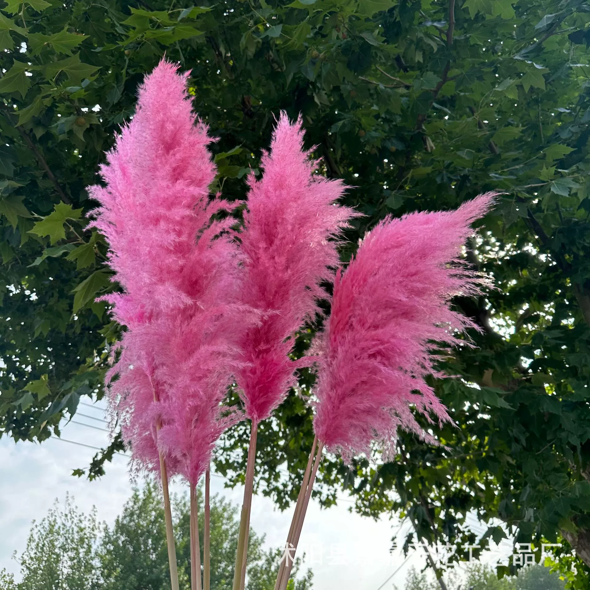 Ветер розовый большой тростник камышовый сушеный цветочный букет украшение вечной природы