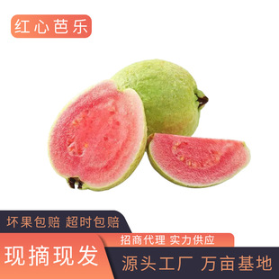 Fujian Red Heart Bero Guy Pome Granate слива слива слива Freshy Ji Jue Crispy Sweet Fruits