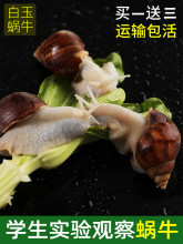 ��΁ţ���w�������΁ţ���bʳ��΁ţ�^��С΁ţ�W���ƌW���΁ţ