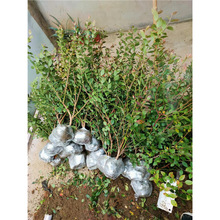 {ݮϱW᠖ԵͥԺ̨Nֲ{ݮ箔Y