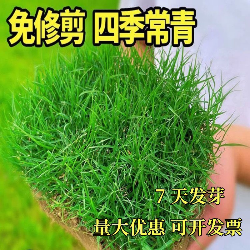 草坪草籽四季常青护坡耐旱狗牙根黑麦草庭院绿化马尼拉地毯草种子