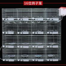 鸽子笼养殖特大号12位16位肉鸽繁殖笼信鸽配对笼家用鸽笼鸽棚