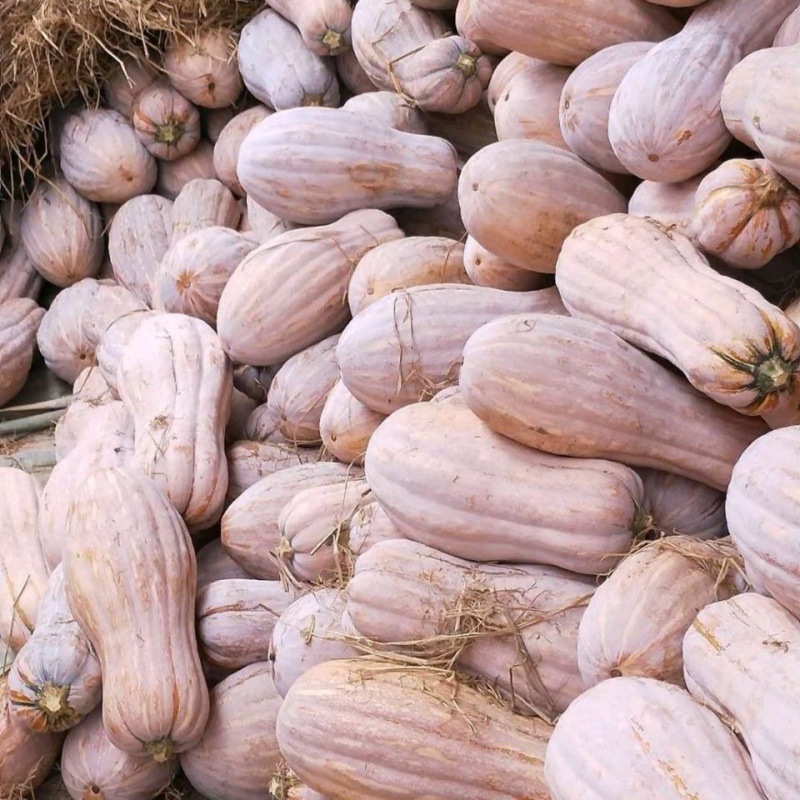 老南瓜批发当季新鲜农家板栗味超甜粉糯黄南瓜宝宝辅食牛腿长南瓜|ru