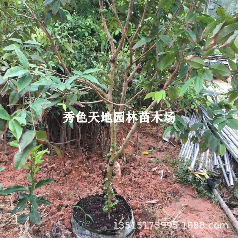 Гарбо Фруктовое дерево Рассада Виноградная рассада Фруктовое дерево Четыре сезона Eska Saba Балкон в горшке Двор