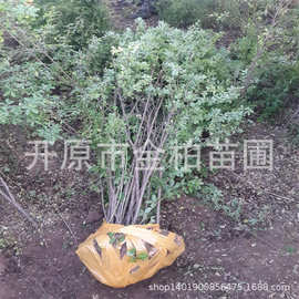 锦鸡儿苗基地批发金雀锦鸡盆栽杯苗树锦鸡盆景花苗绿篱苗木