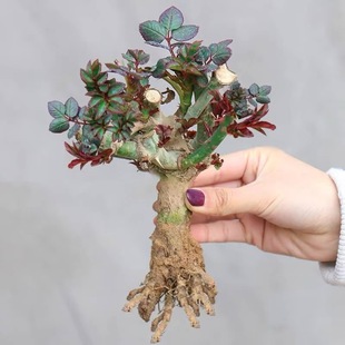 Rose Seedlings Old Stump Direct from Kunming, Yunnan Base, Blooms All Seasons, Indoor and Outdoor Balcony Flowers and Green Plants Potted Garden
