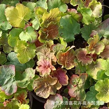 ���~�\�������� �ͺ��ͺ���ɫ����ֲ�� Ѩ����G������ �\������