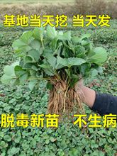 四季草莓苗奶油红颜草莓秧大棚种植草莓盆栽当年结果新苗带土果苗