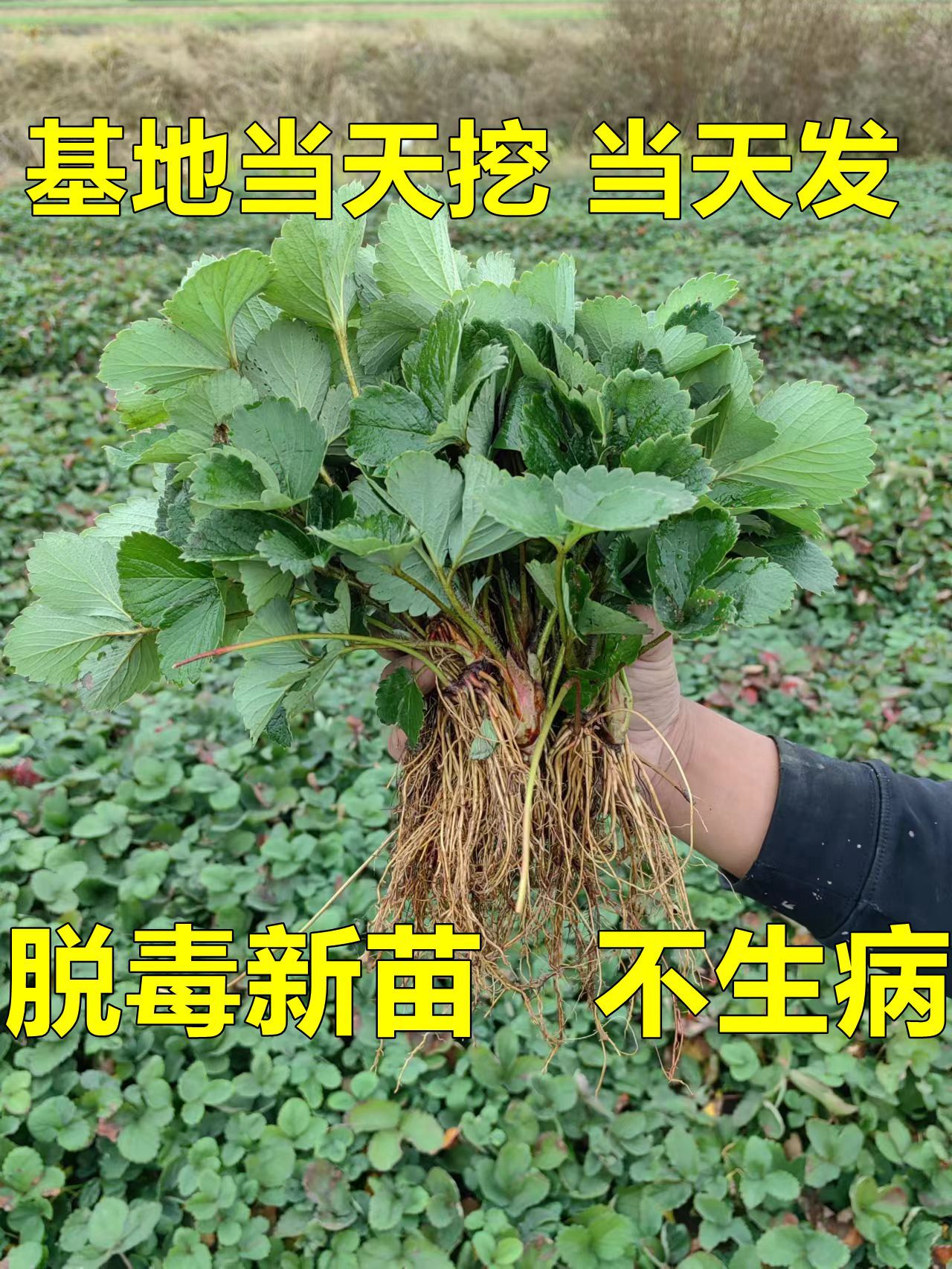 四季草莓苗奶油红颜草莓秧大棚种植草莓盆栽当年结果新苗带土果苗