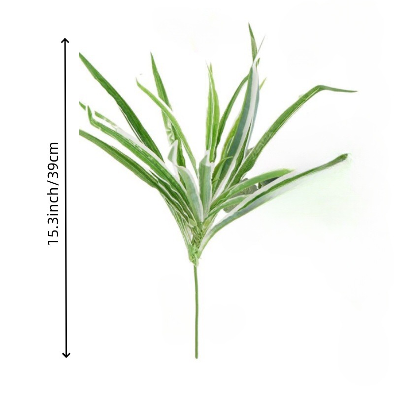 흰 가장자리 난초