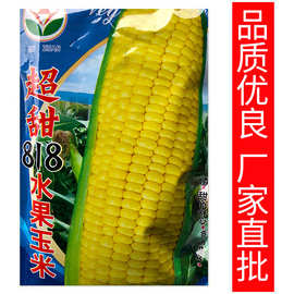 厂家批发818水果甜玉米种子早中熟香甜鲜食玉米大田种植甜玉米种