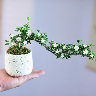 Golden-Edged June Snow Bonsai with Floating Branches, Small Potted Indoor Green Plants, Desktop Zen-Style Evergreen Plants That Are Easy to Maintain