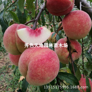 �Ҙ���綬�Ҙ�޽����S�Ҙ����ϱ����Nֲ�����ش�����ˮ���ҹ���