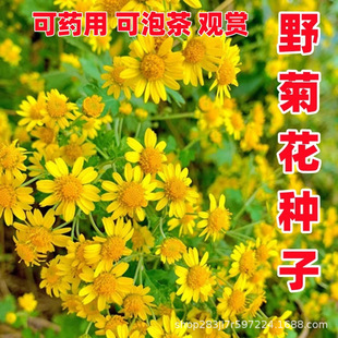 �ؼ�Ұ�S�ջ��N�����l ���껨�ܷN����ș��ș�ø�Ұ�ջ��N����
