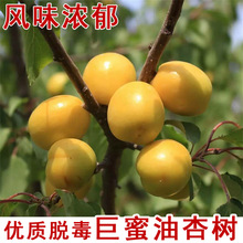 杏树果苗嫁接新疆大白杏树苗甜脆早熟杏南北方种植当年结果果树苗
