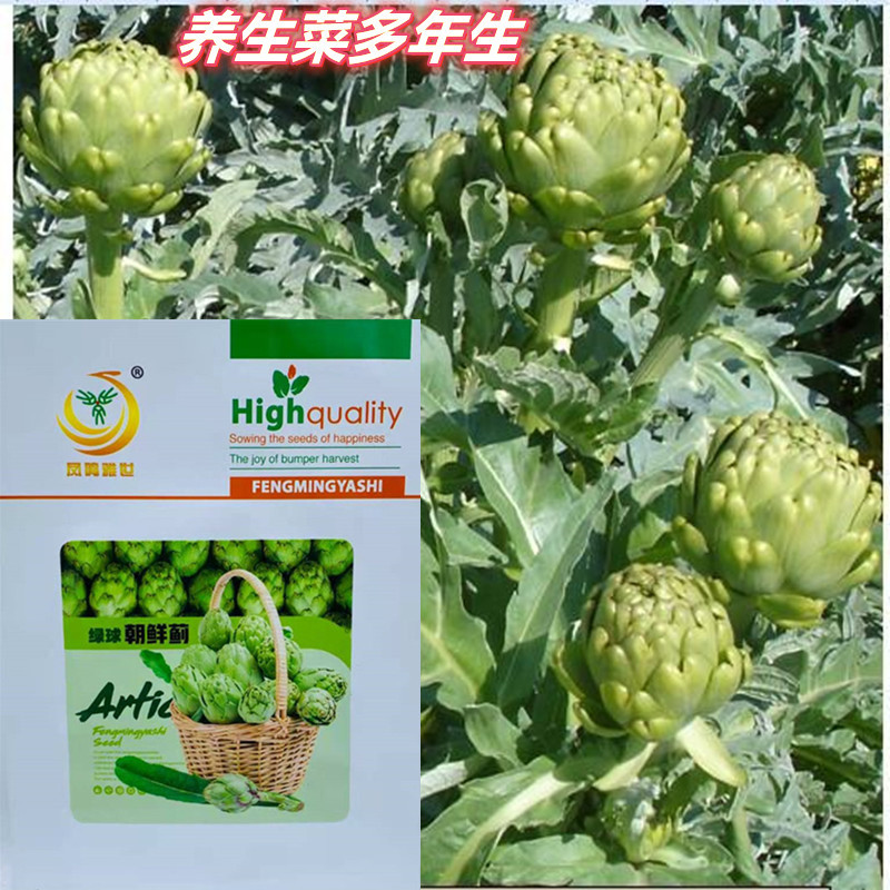 For many years Green Ball Artichoke seed France Artichoke violet Four seasons Healthcare Lotus Lily