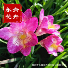 香雪蘭種球重瓣濃香型香水蘭盆栽室內進口切花小蒼蘭鮮花苗包郵