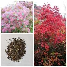 ltN ɫľN t~ľľ ڈAλ