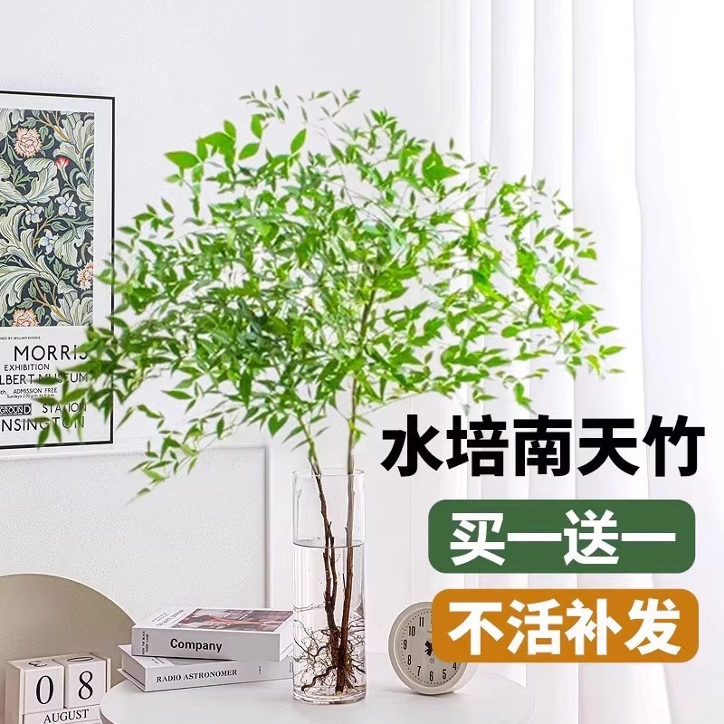 Nantianthus potted hydroponic plant indoor living room green plant office desktop fresh-cut branch flower flame Nantianthus